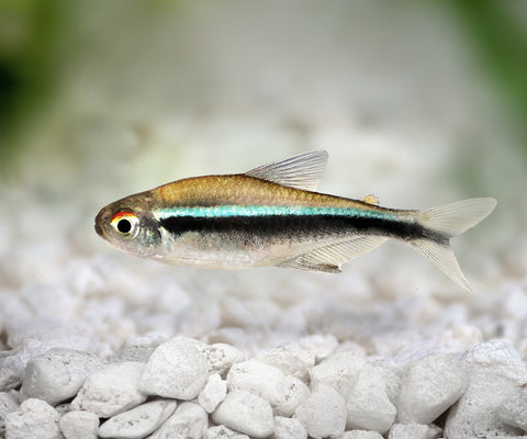 Black Neon Tetra product photo 1