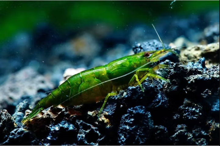 Green Hulk Shrimp product photo 1