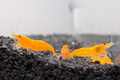 Orange Sunkist Shrimp product photo 1