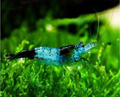 Black Carbon Shrimp product photo 1