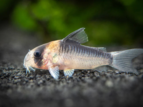 Adolfoi Corydoras Tank Raised product photo 1