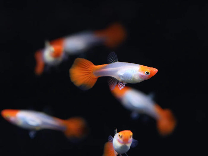 Albino Kohaku Guppy Male