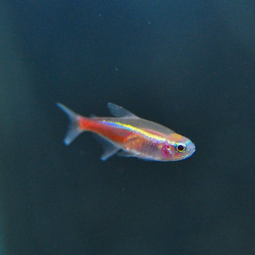 Albino Neon Tetra product photo 1