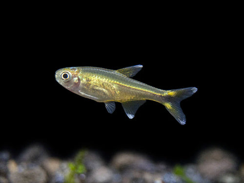 Albino Silvertip Tetra product photo 1