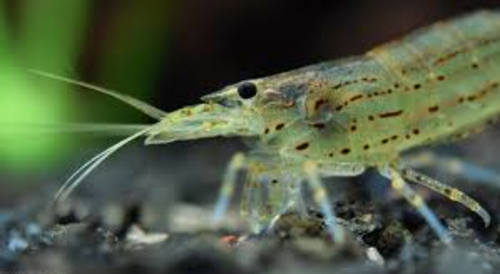 Amano Algae-Eating Shrimp product photo 1