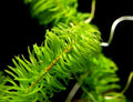 Anacharis Najas Plant Bunched product photo 1