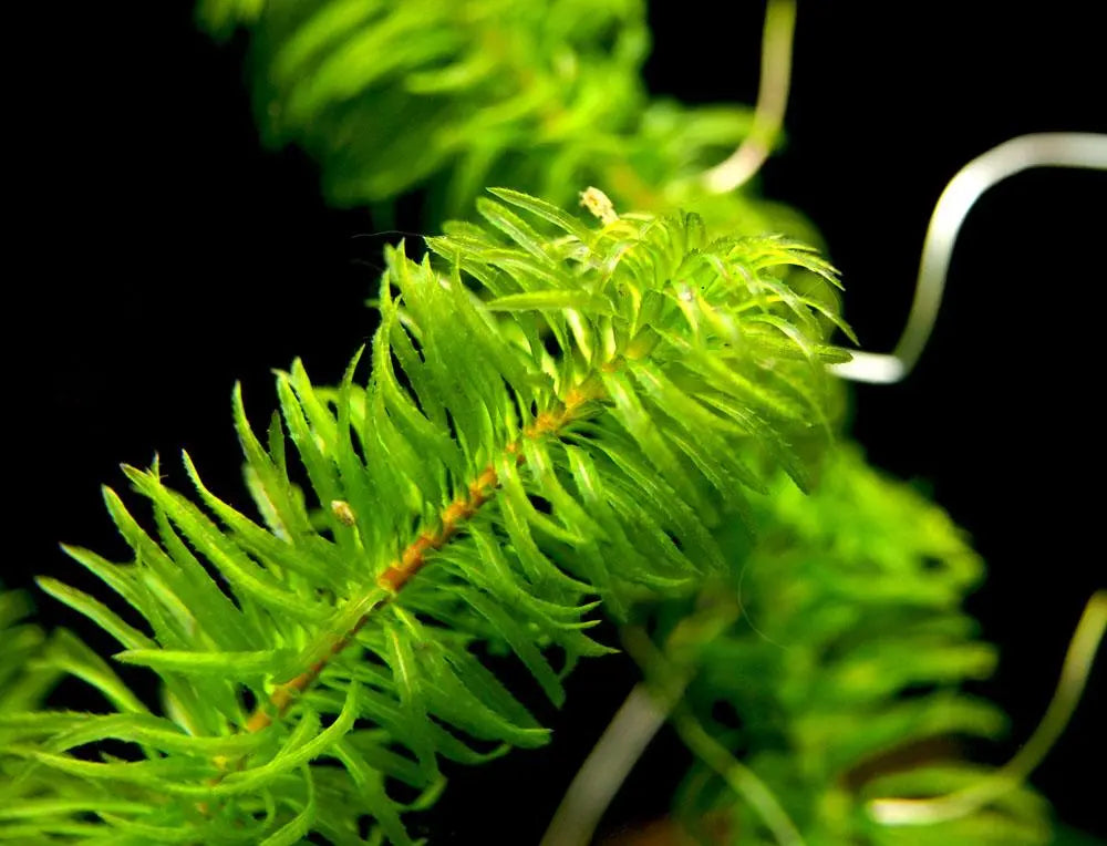 Anacharis Najas Plant Bunched product photo 1