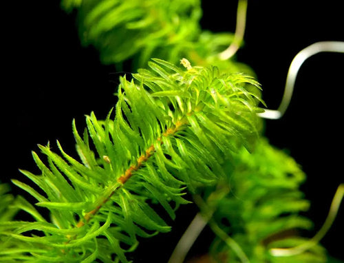 Anacharis Najas Plant Bunched product photo 1