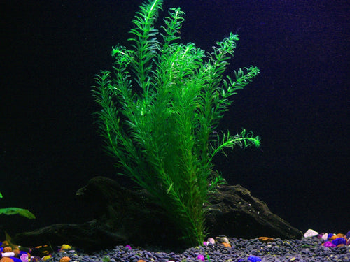 Anacharis Plant Bunched product photo 1