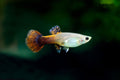 Assorted Fancy Guppy Female product photo 1
