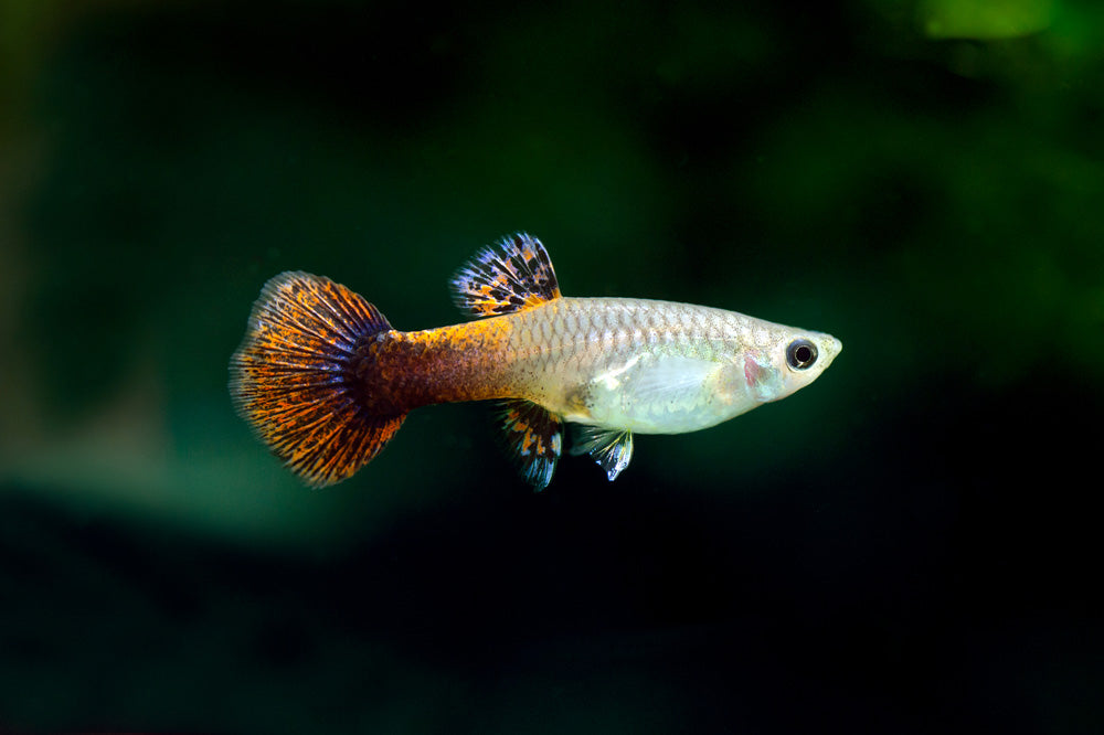 Assorted Fancy Guppy Female product photo 1