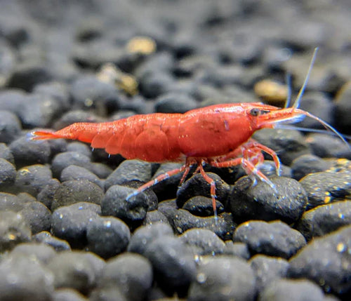 Assorted Neocaridina Dwarf Shrimp product photo 1