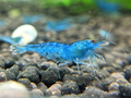Aura Blue Shrimp product photo 1
