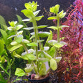 Bacopa Plant Bunched product photo 1