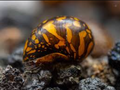 Batik Nerite Snail product photo 1