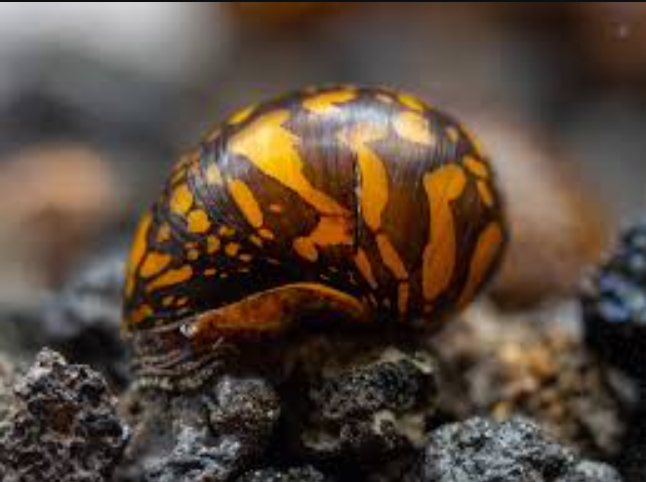 Batik Nerite Snail product photo 1