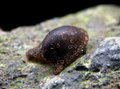 Batman Nerite Snail product photo 1