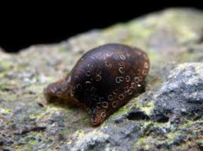 Batman Nerite Snail product photo 1