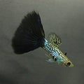 Black Cobra Guppy Male product photo 1
