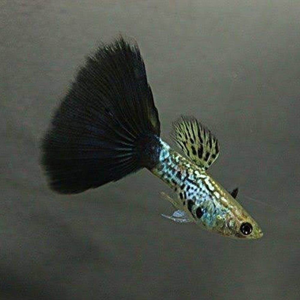 Black Cobra Guppy Male product photo 1