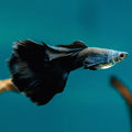 Black Lyretail Guppy Male product photo 1