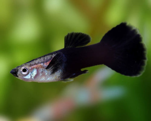 Black Ruby Panda Guppy Male product photo 1