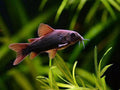 Black Venezuelanus Corydoras Tank Raised product photo 1