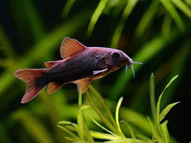 Black Venezuelanus Corydoras Tank Raised product photo 1