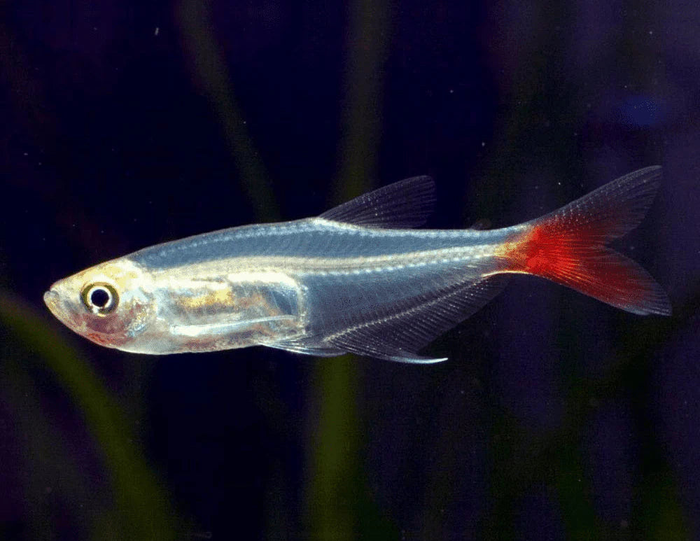 Bloodfin Tetra product photo 1