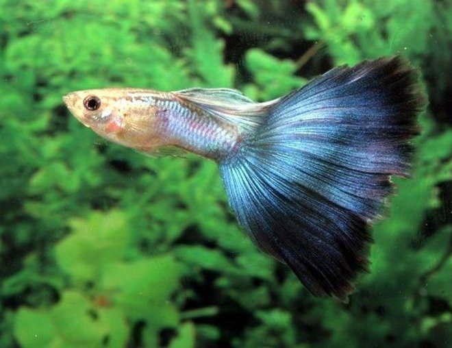 Blue Delta Guppy Male product photo 1