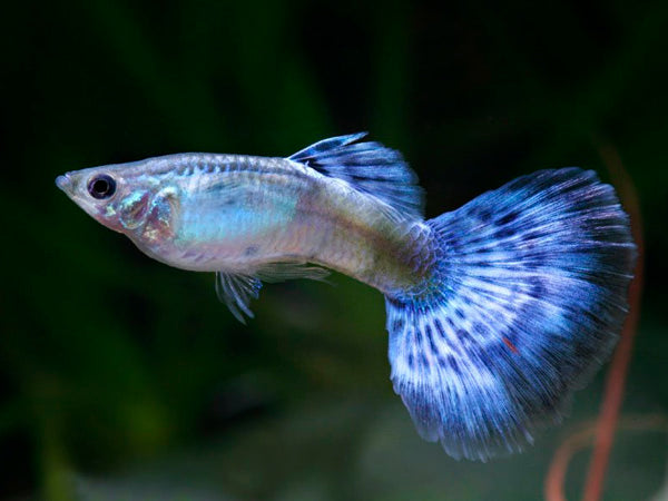 Blue Diamond Delta Guppy Male product photo 1