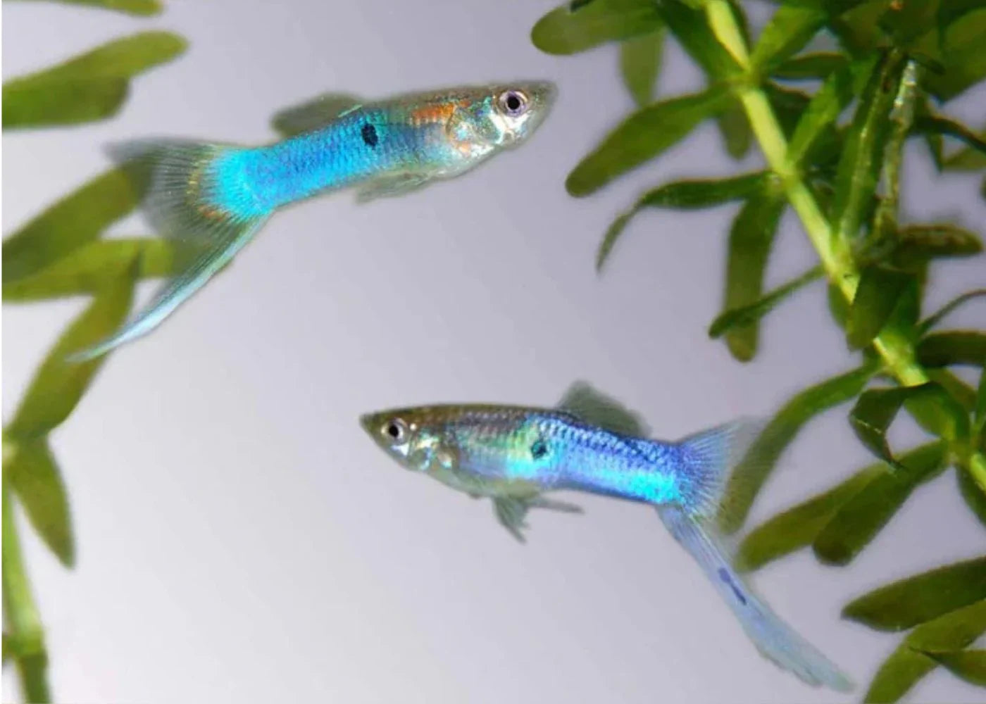Blue Japanese Swordtail Guppy Male product photo 1