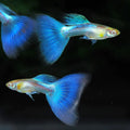 Blue Lazuli Guppy Male product photo 1
