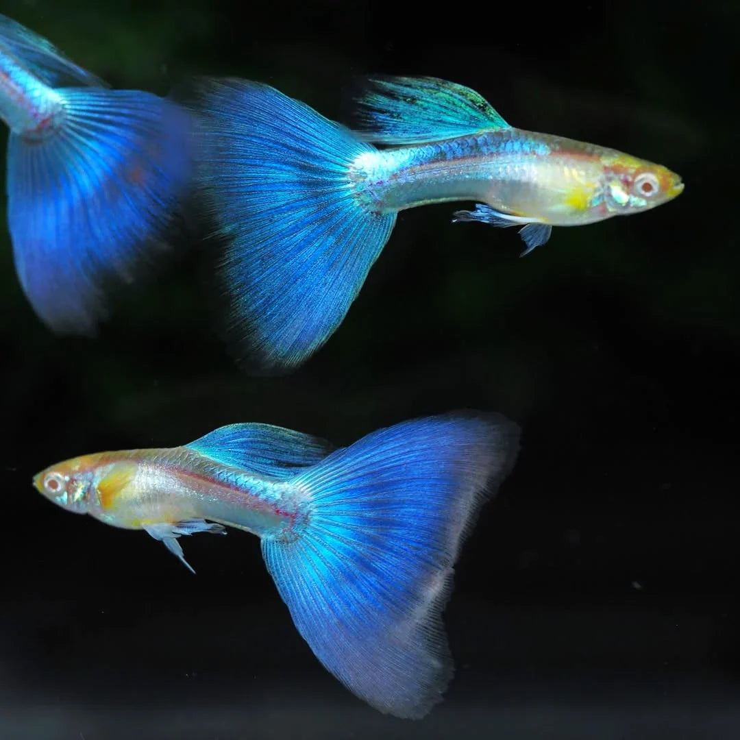 Blue Lazuli Guppy Male product photo 1