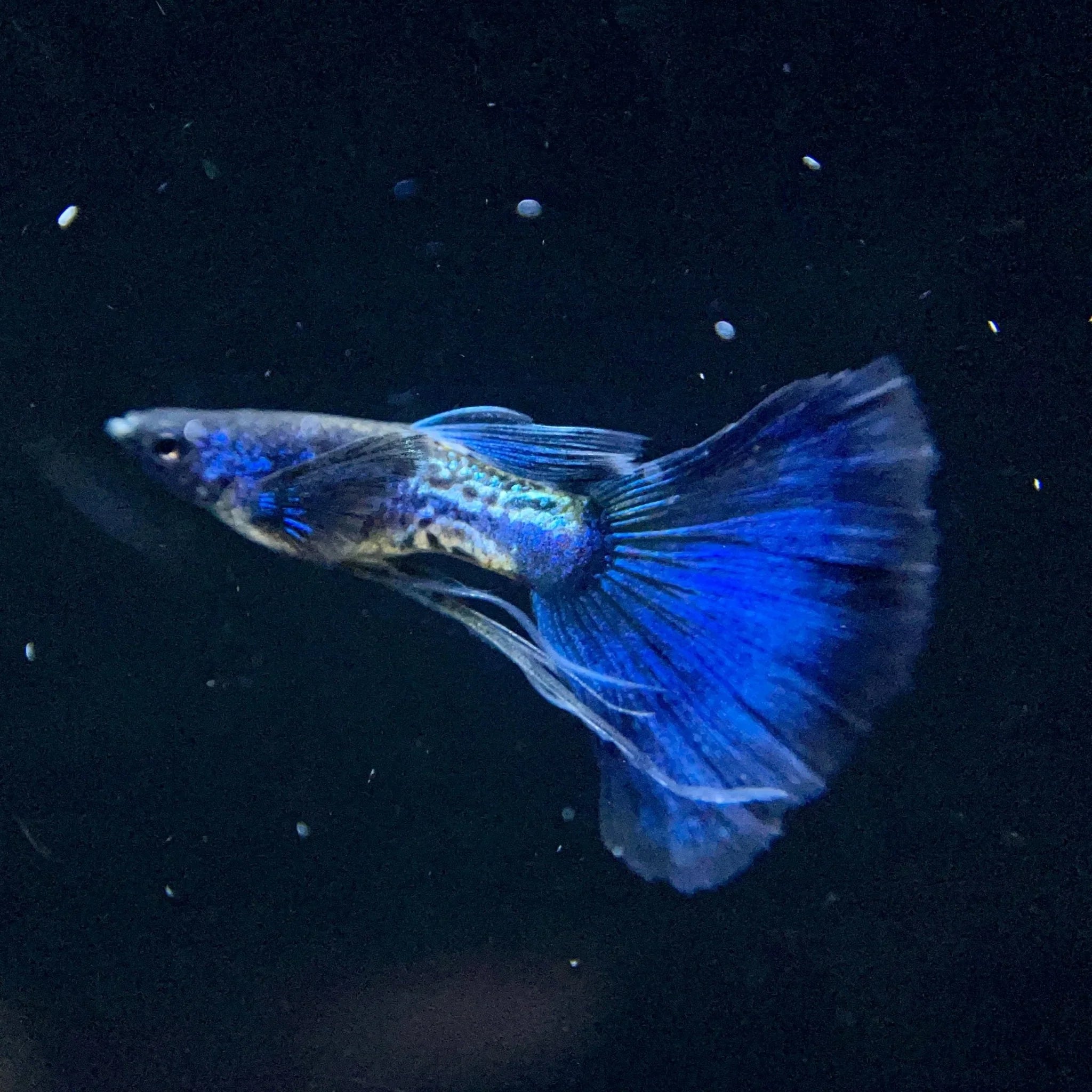 Blue Metallic Guppy Male product photo 1