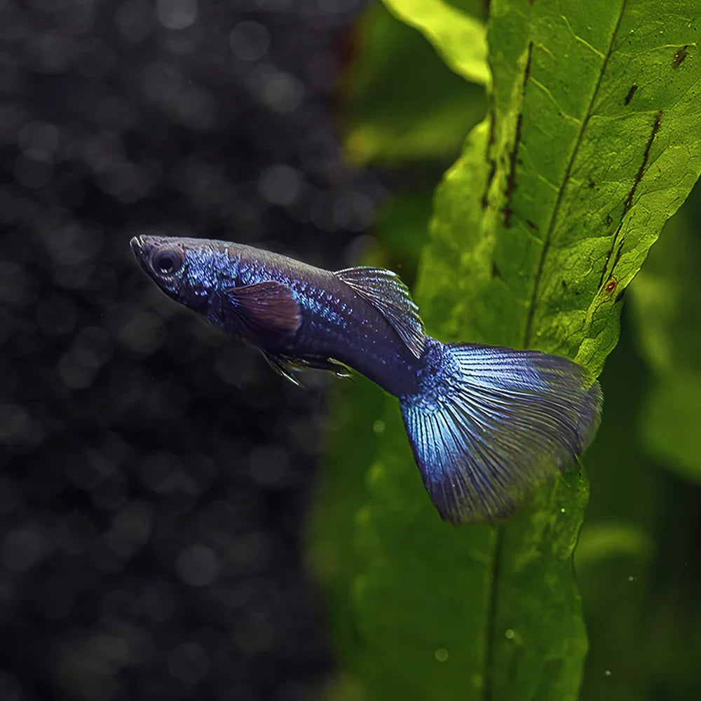Blue Moscow Delta Guppy Male product photo 1