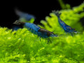 Blue Rili Shrimp product photo 1