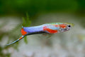 Blue Star Endler's Livebearer product photo 1