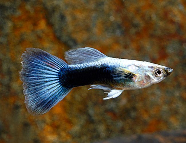 Blue Variegated Delta Guppy Male product photo 1