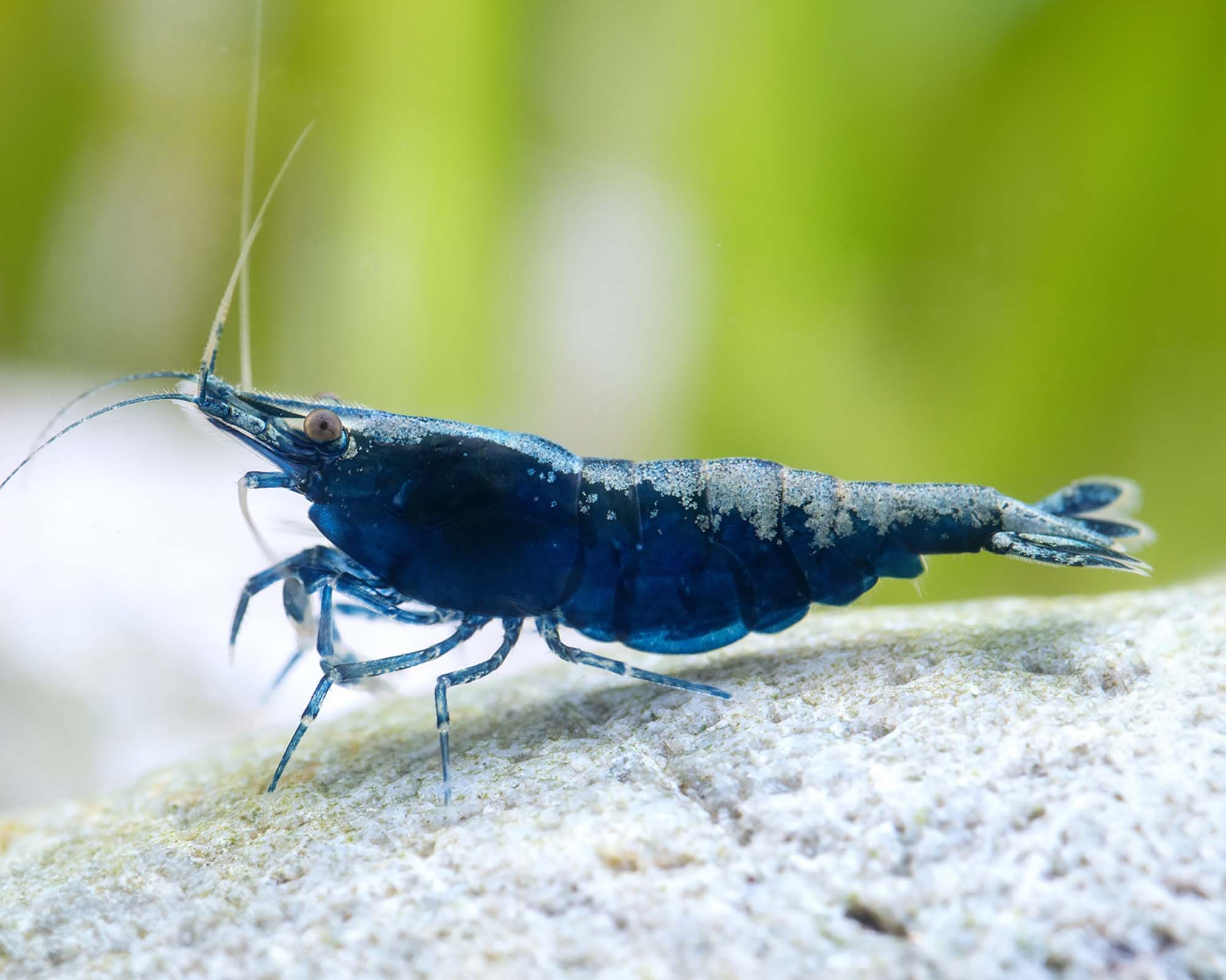 Blue Sapphire Shrimp product photo 1