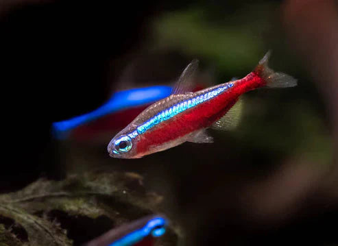 Cardinal Tetra - Large product photo 1