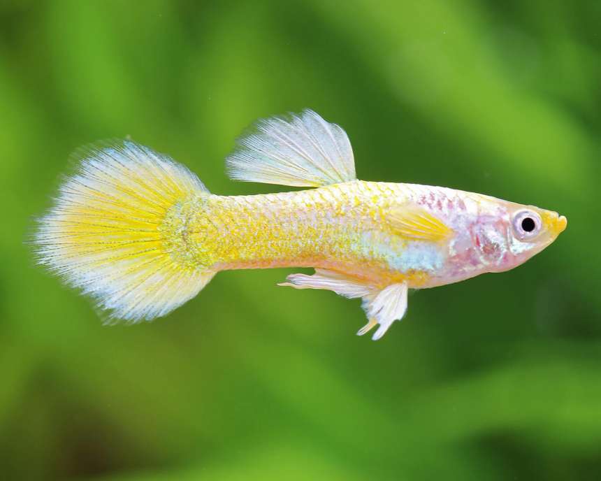 Champagne Jam Guppy Male product photo 1