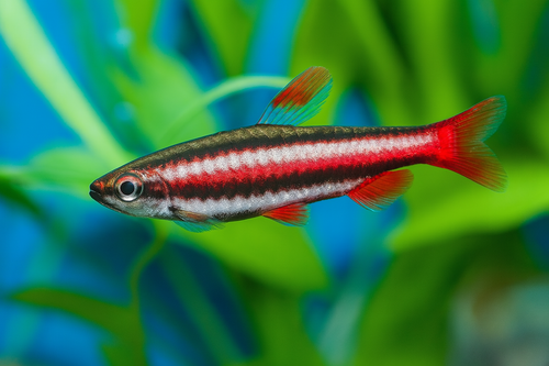 Beckford's Pencilfish product photo 1