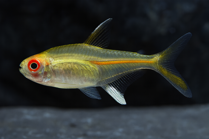 Albino Glowlight Tetra