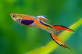 Endler's Livebearer Male product photo 1