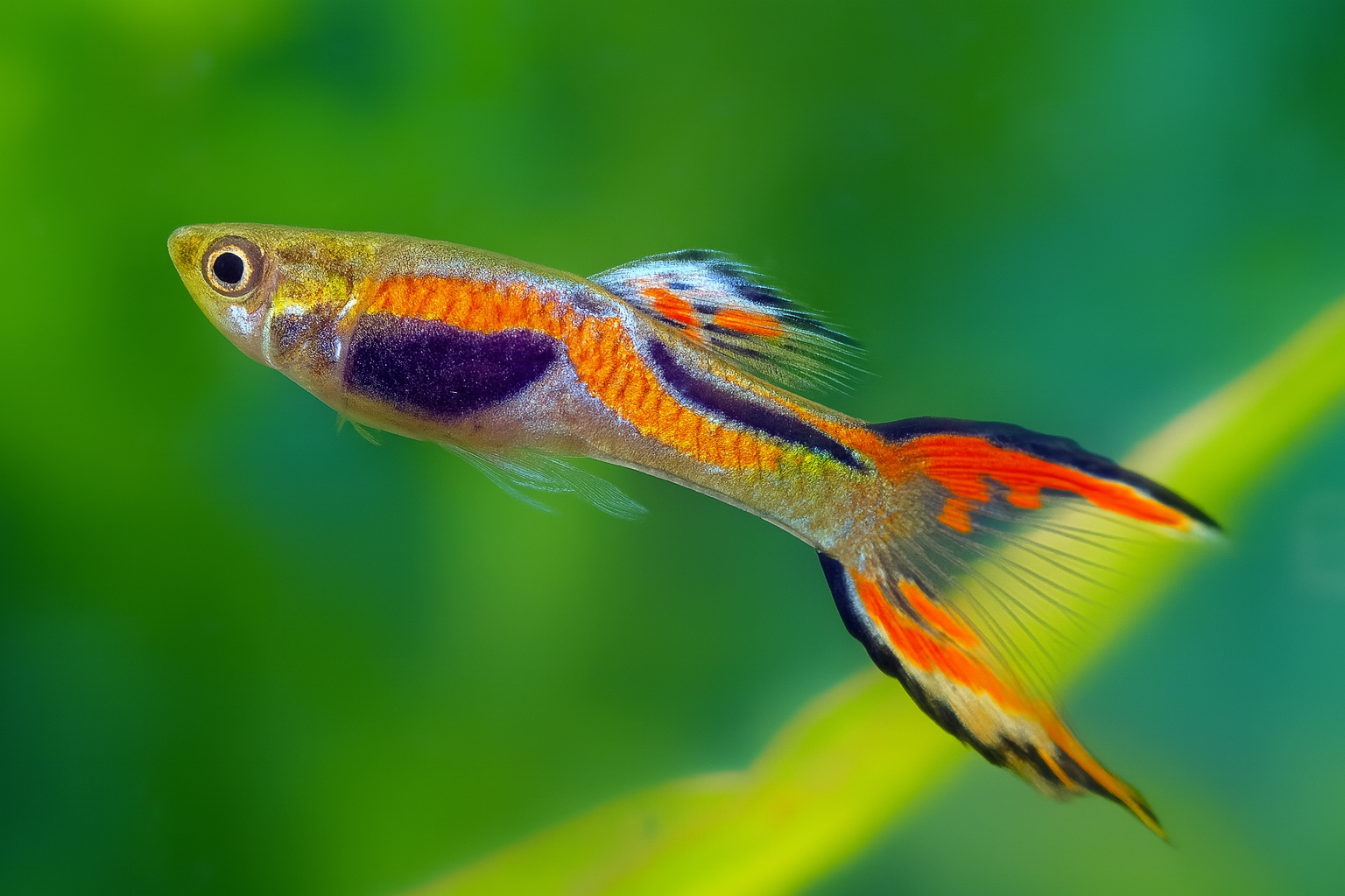 Endler's Livebearer Male product photo 1