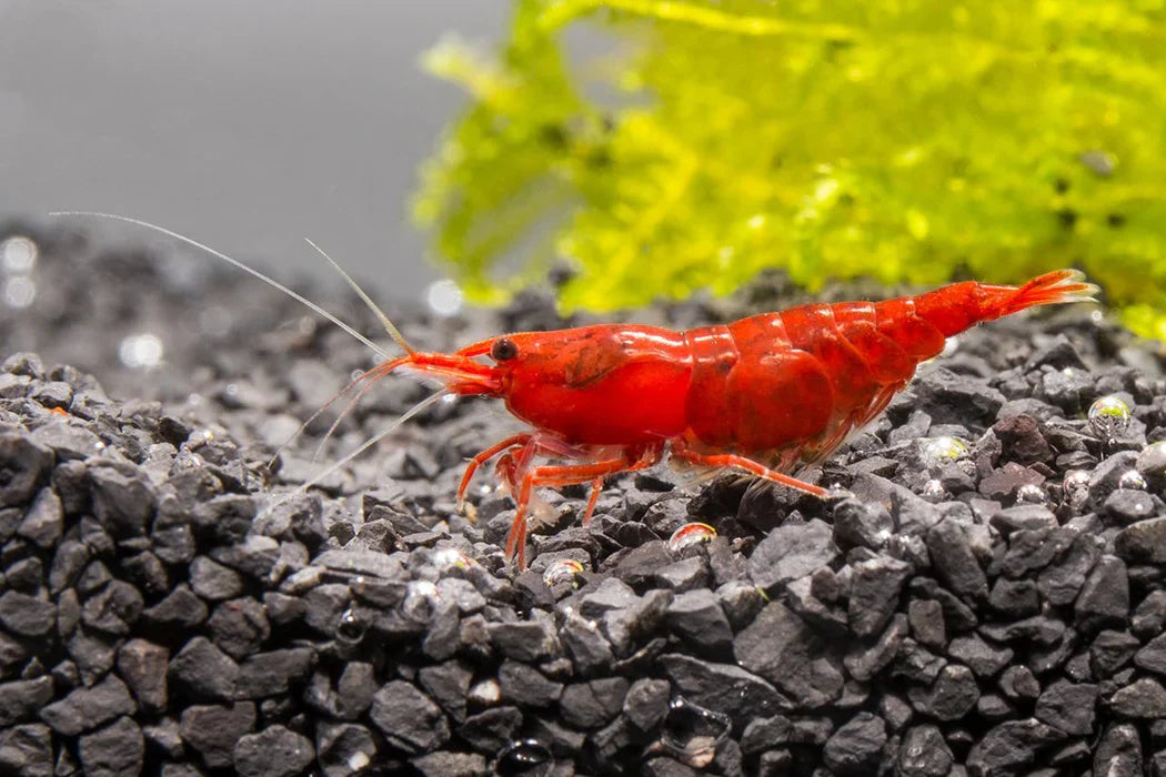 Cherry Red Shrimp product photo 1