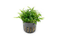 Cryptocoryne Parva Potted product photo 1
