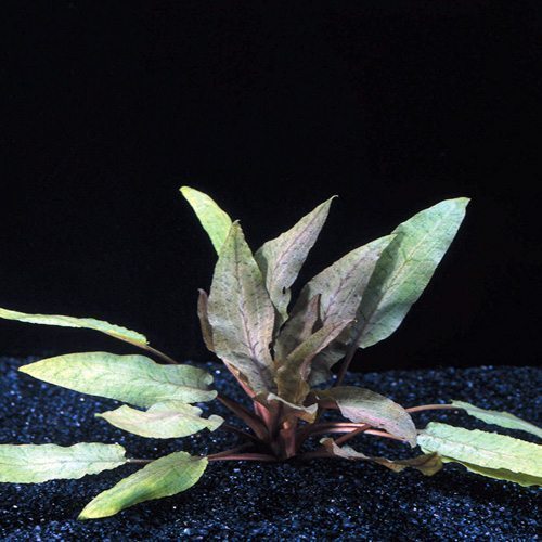 Cryptocoryne Undulata Potted product photo 1