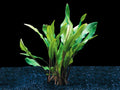 Cryptocoryne Lutea Potted product photo 1